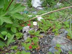 Fragaria moupinensis