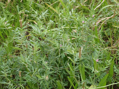 Vicia sativa subsp. nigra image