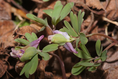 Corydalis intermedia