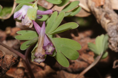 Corydalis intermedia