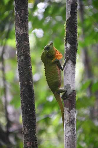 Hump Snout Lizard