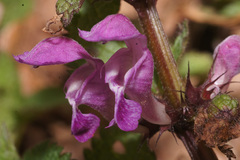 Lamium maculatum