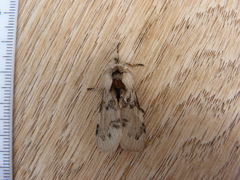 Iropoca rotundata