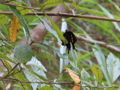 Papilio nephelus chaonulus