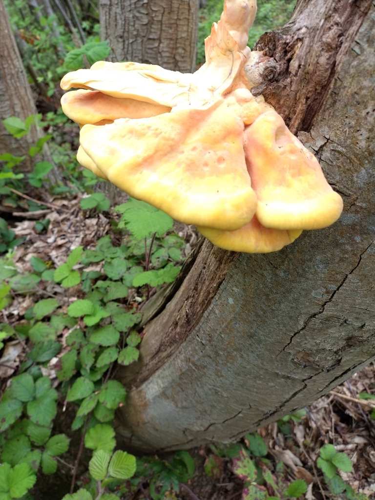 Laetiporus sulphureus · May 2026 · photo: © chrisprocter (iNaturalist, cc-by)