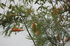 Grevillea pteridifolia