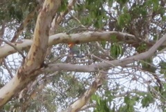 Platycercus icterotis