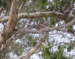 Platycercus icterotis