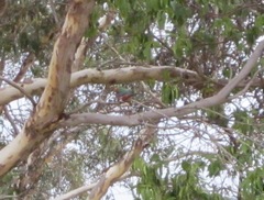 Platycercus icterotis