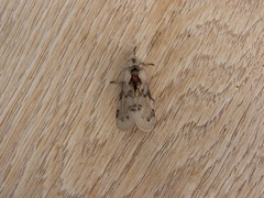Iropoca rotundata