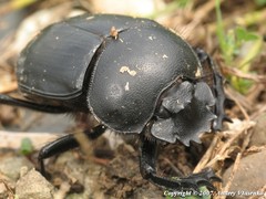 Scarabaeus sacer