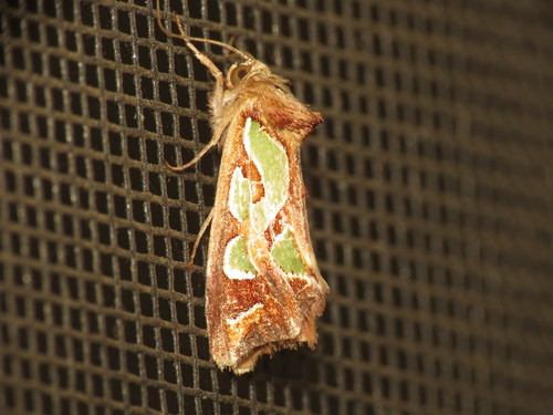Cosmodes elegans