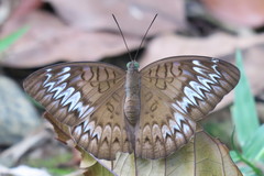 Adoliadini