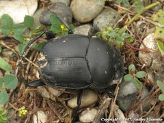Scarabaeus sacer