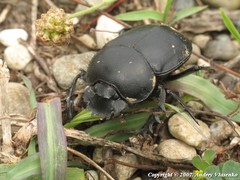Scarabaeus sacer