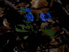 Omphalodes verna