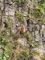 Dotted Bee Fly