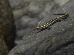 Glorioso Snake Eyed Skink photo 2