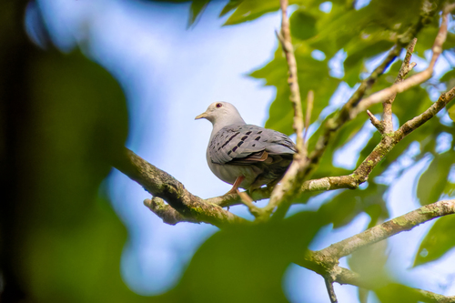 Blue Ground Dove