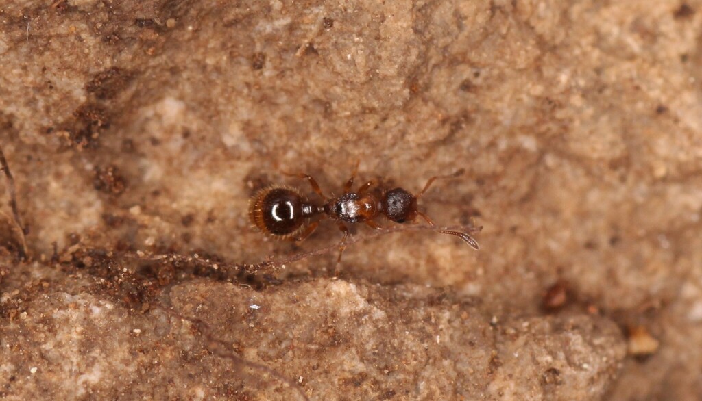 Temnothorax kraussei