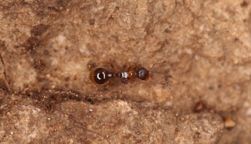 Temnothorax kraussei