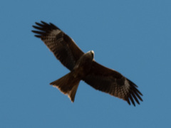Milvus migrans