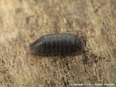 Armadillidium pallasii