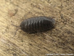 Armadillidium pallasii