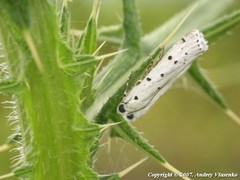 Myelois circumvoluta