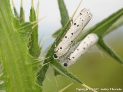 Myelois circumvoluta