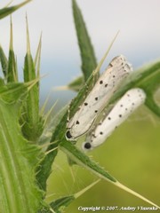 Myelois circumvoluta