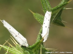 Myelois circumvoluta