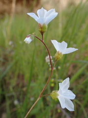 Lithophragma cymbalaria
