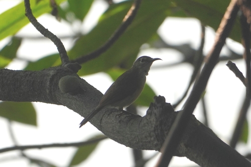 Copper-throated Sunbird (Leptocoma calcostetha), photo 3