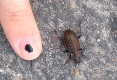 Carabus maeander
