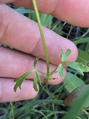 Lithophragma cymbalaria
