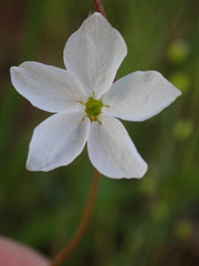 Lithophragma cymbalaria