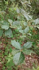 Quercus obtusata
