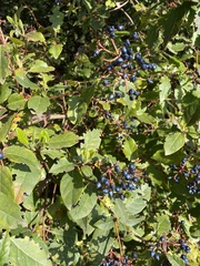 Viburnum tinus