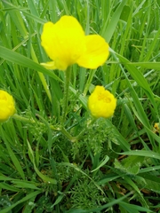 Ranunculus millefolius