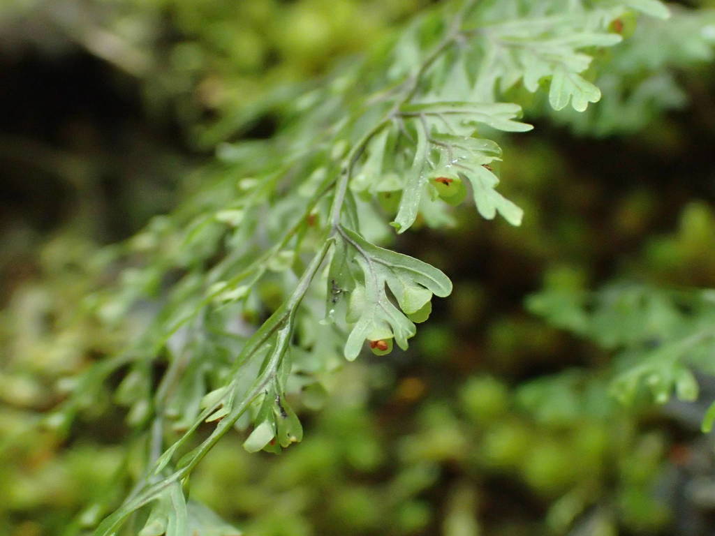 Hymenophyllum inaequale