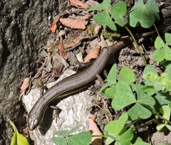 Ablepharus himalayanus