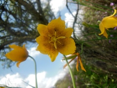 Calochortus barbatus