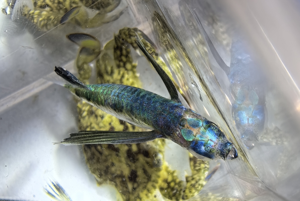 Sailfin flyingfish (Parexocoetus mento) — Exocoetidae