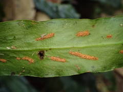 Loxogramme lanceolata
