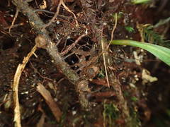 Loxogramme lanceolata