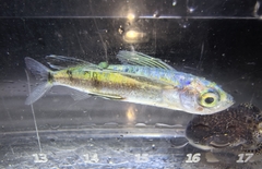 African Sailfin Flyingfish photo 2