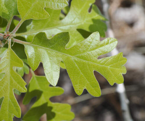 Gambel Oak