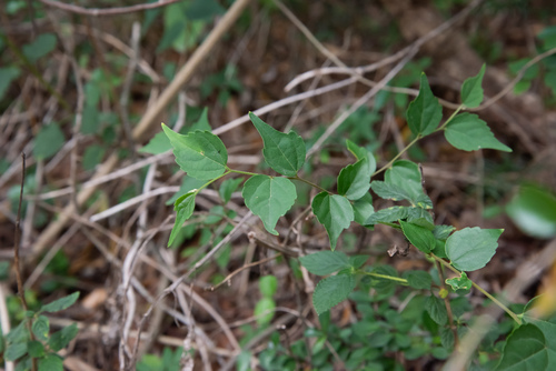 Celtis biondii (Celtis biondii)