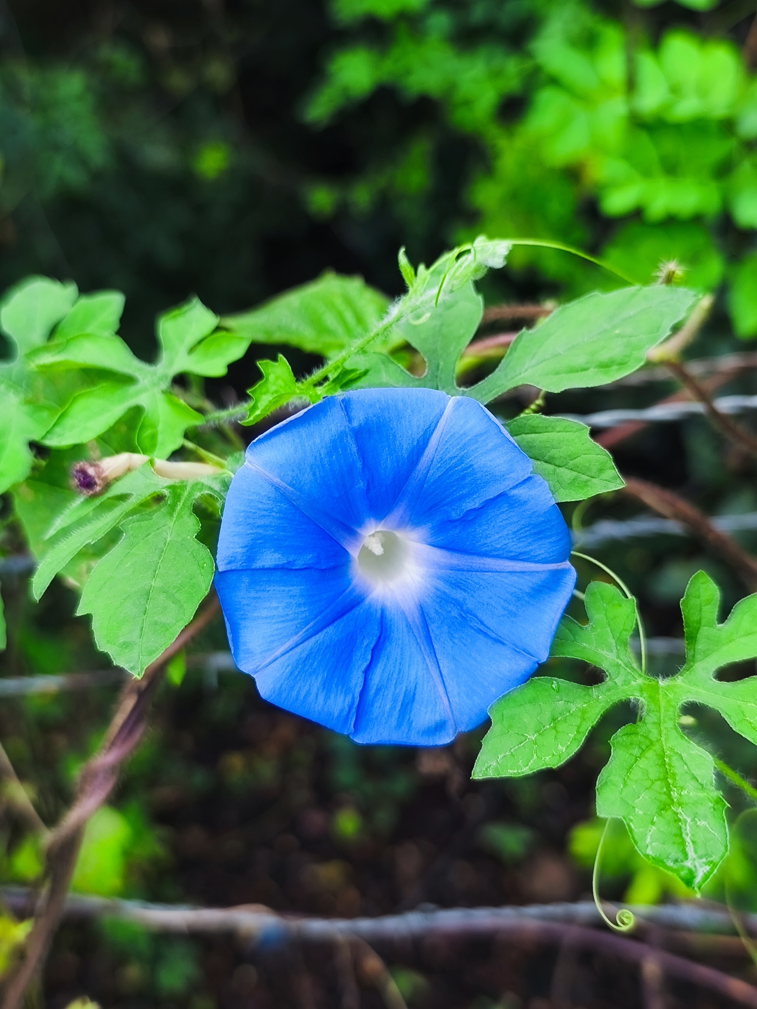 Ipomoea nil